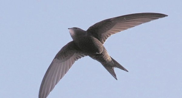 ნამგალა