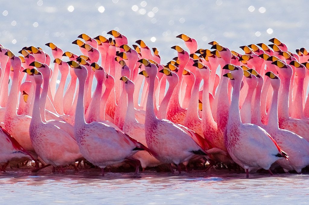 ფლამინგო
