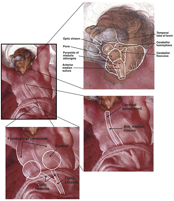 Michelangelo_neuroanatomy