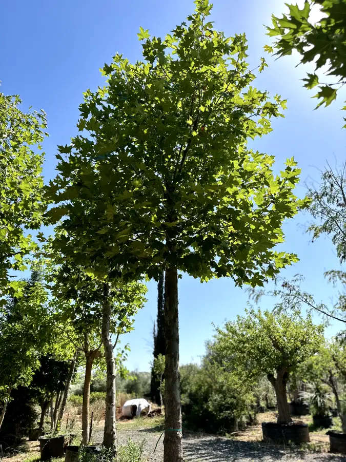 ჭადარი