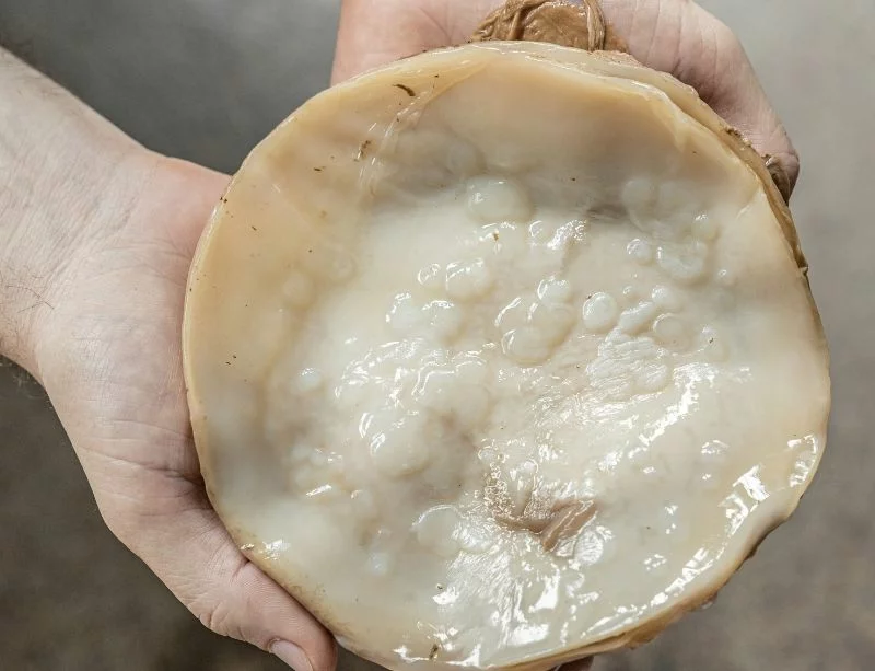 კამბუჩა