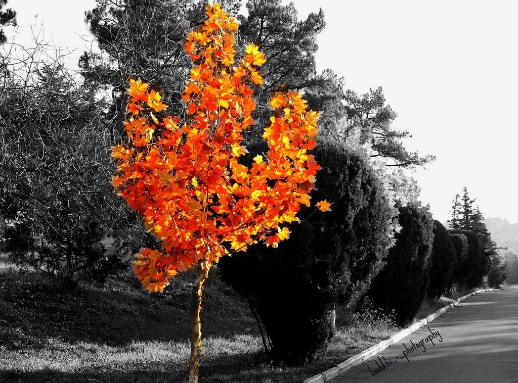 ნოემბერი